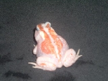 american toad