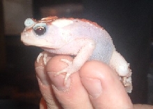 american toad