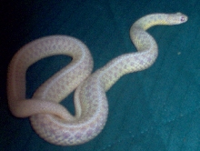 e. wc albino (KY)