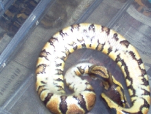 cinn
