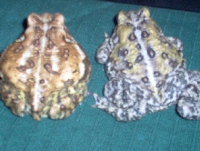 poss. morph