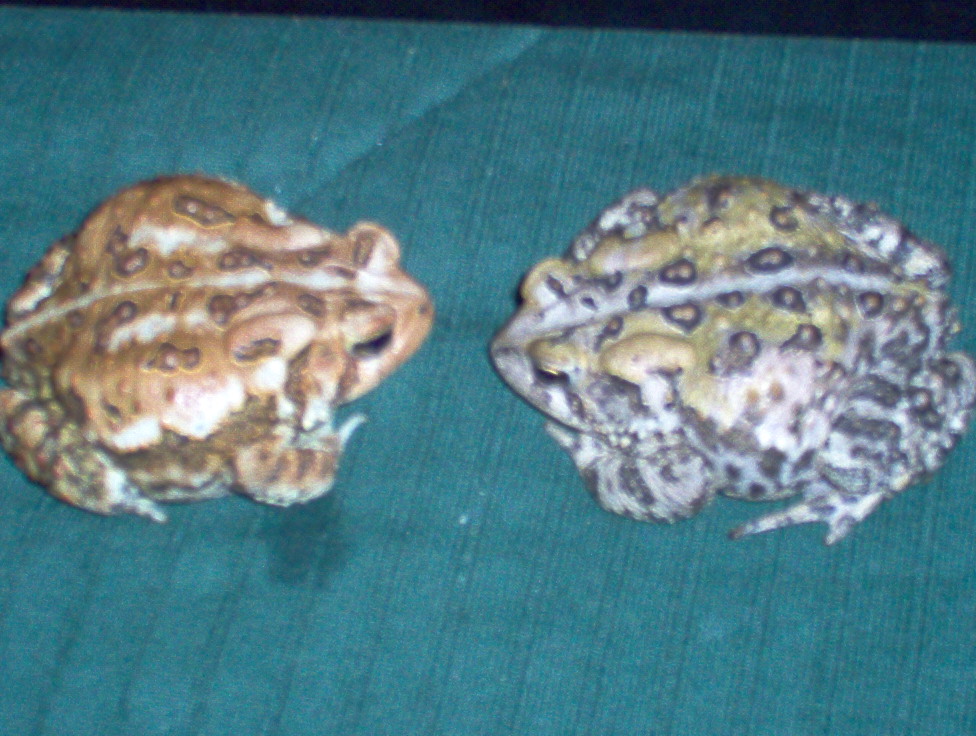 poss. morph