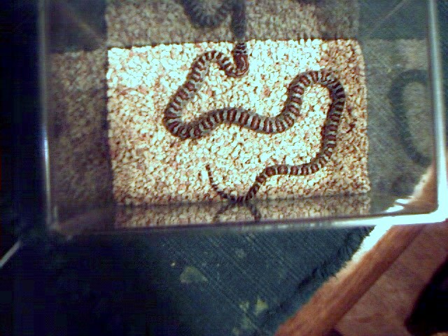 L. M. MEXICANA