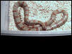 huge female thayeri