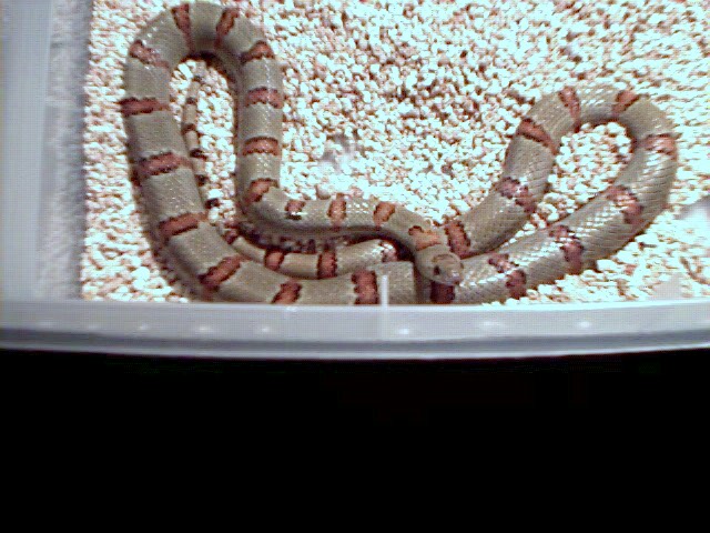 huge female thayeri