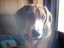 beagle hound mix 1