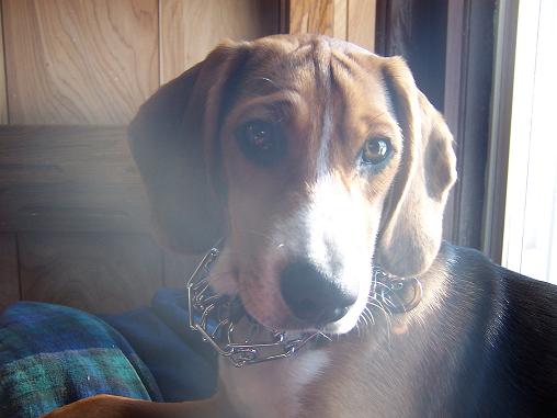 beagle hound mix 1