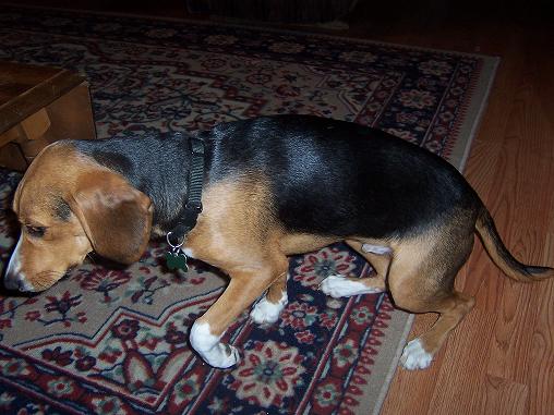 beagle.hound mix 2