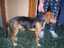 beagle hound mix