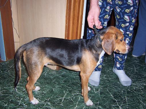 beagle hound mix