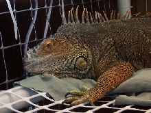 Igg in new cage
