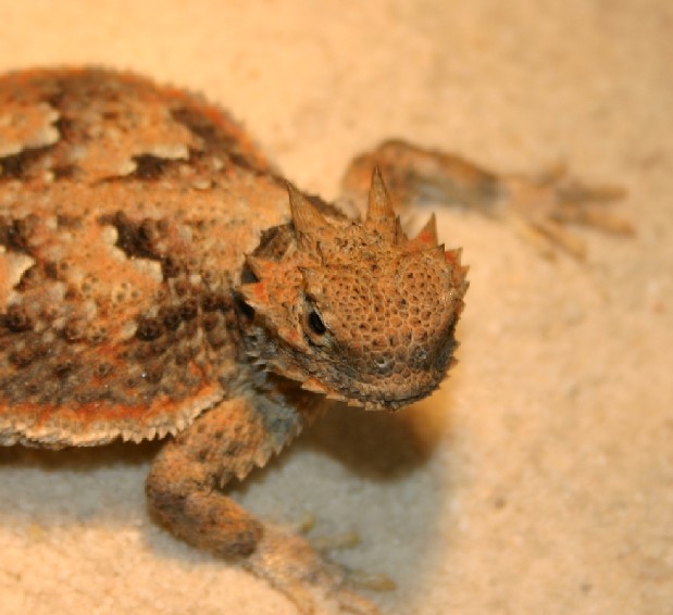 Spikes Head