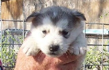 Rauli at 4 weeks!