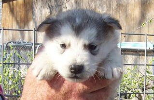 Rauli at 4 weeks!