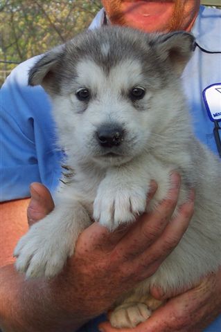 Rauli at 6 weeks