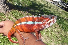lucifer sunning
