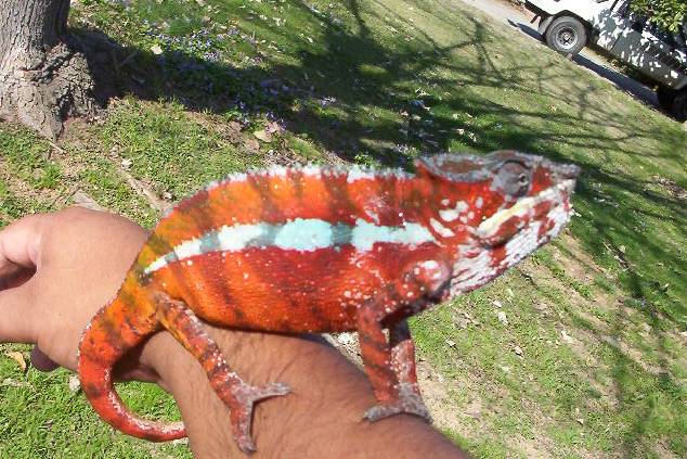 lucifer sunning
