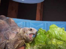 Hungry