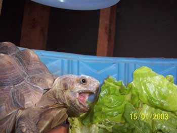Hungry