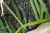 foliage