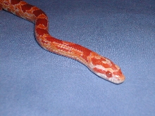 albino