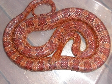 male