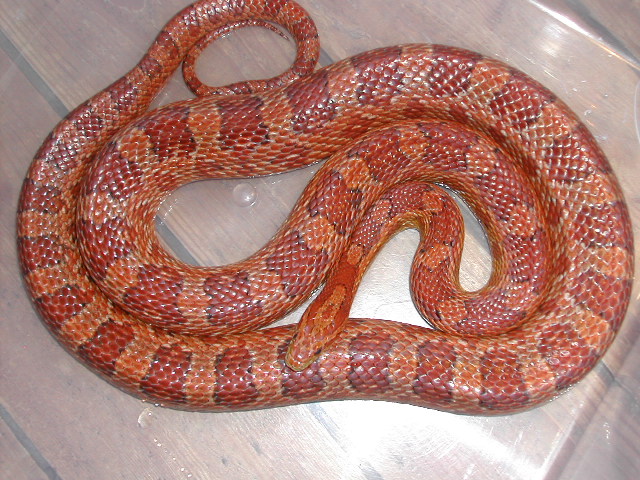 male