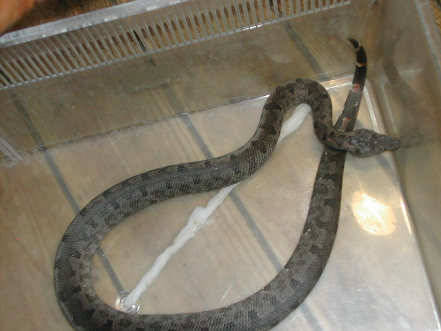 C.carinata male