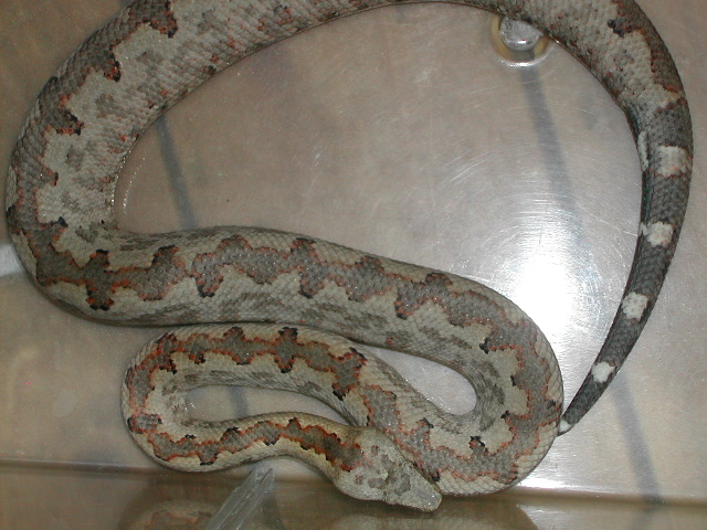 C.carinata female