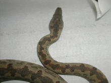 Candoia carinata
