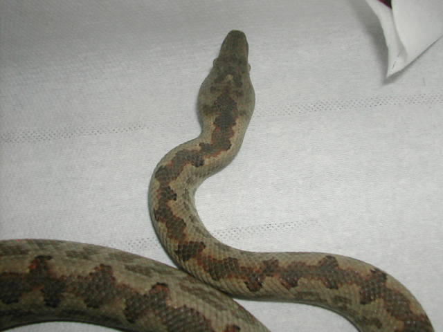Candoia carinata