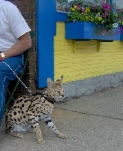 Big Kitty! - Yellow Springs OH