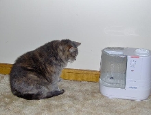 Lizzy hunts bubbles