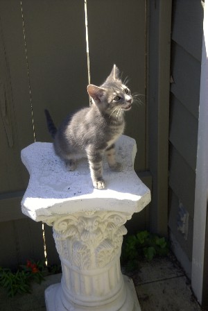 Juliet in the sun