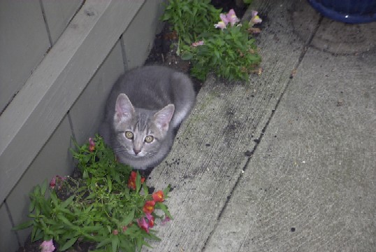 Juliet in the flowers