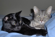 Stinky and Annie, napping