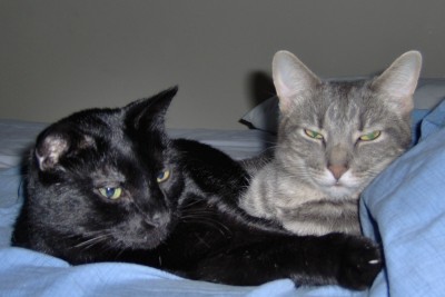 Stinky and Annie, napping