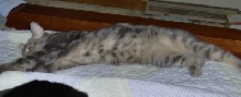 Stinky's growing belly