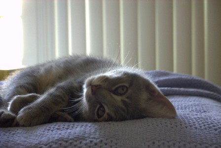 Here are my whiskers