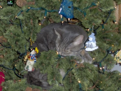 Stinky napping in the tree