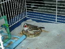 Beeper