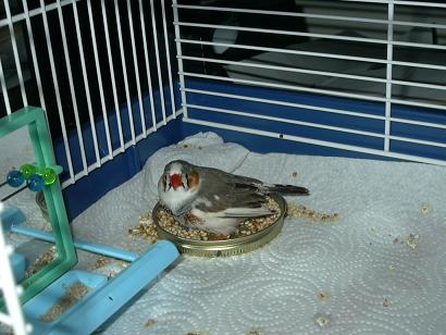 Beeper