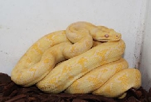 Albino DJJ Carpet Female