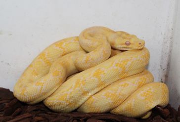 Albino DJJ Carpet Female