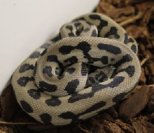 Axanthic Coastal Jag Carpet Male