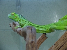 Hypo Iguana