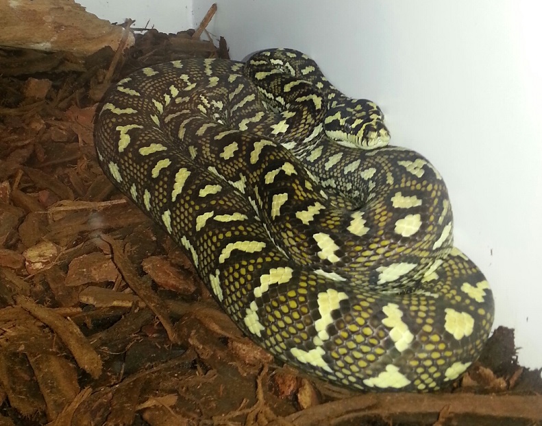 Hypo Carpet