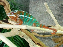 Sambava Panther