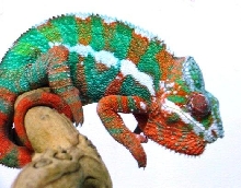 Male Panther