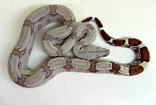 Peruvian Female
